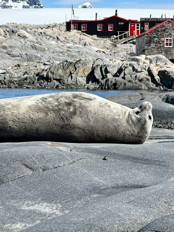 Port Lockroy Antarctica
Weddle Seal