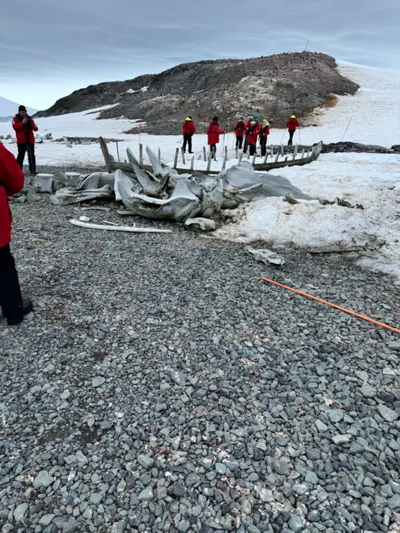 Mikkelsen Harbor whaling ship and whale bones