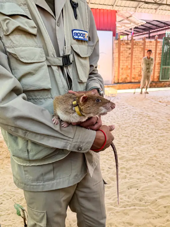 apopo Landmine rats