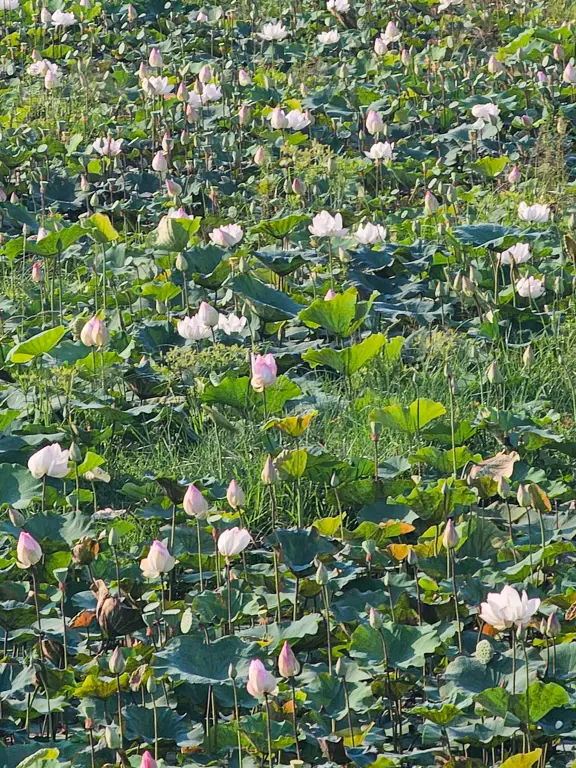 Lotus Silk Farm
