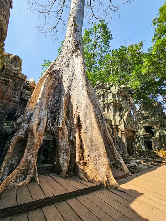 Ta Prohm
Siem Reap, Cambodia