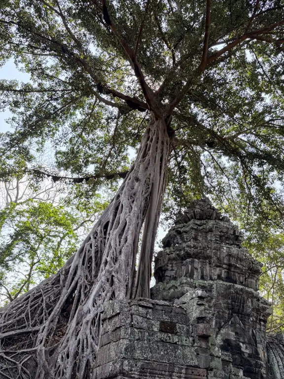 Ta Prohm
Siem Reap, Cambodia